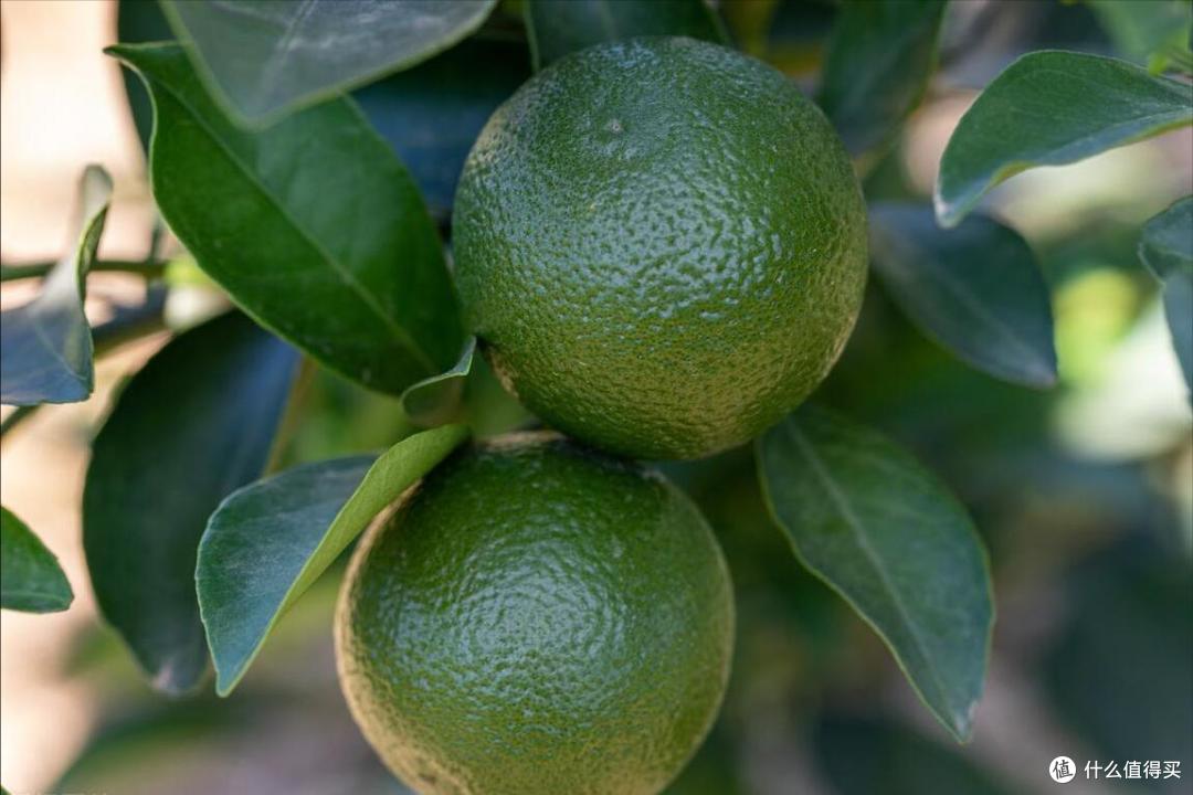 全国有多少种“橙子”?哪个品种最好吃?今天全读懂,来涨知识了