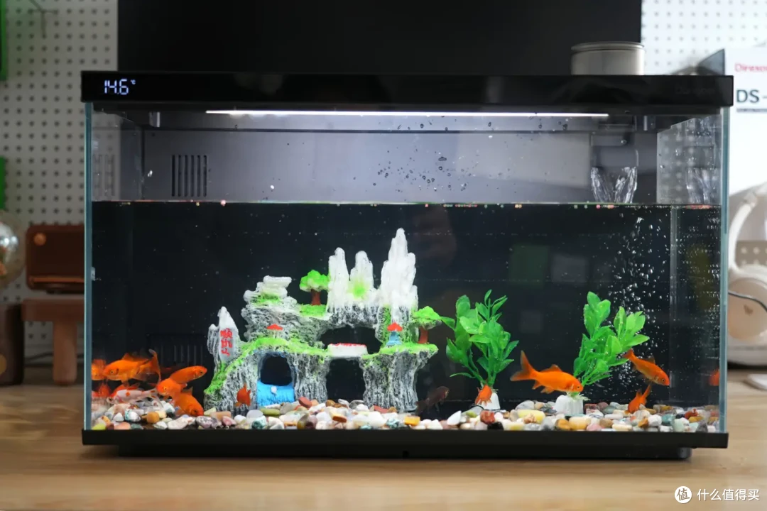 当贝智能鱼缸1 Ultra评测:从养鱼小白到专家,只差一个AI助理