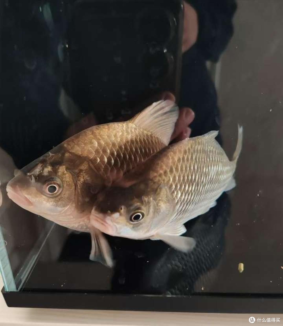 当贝智能鱼缸1Ultra，开启懒人养鱼新时代