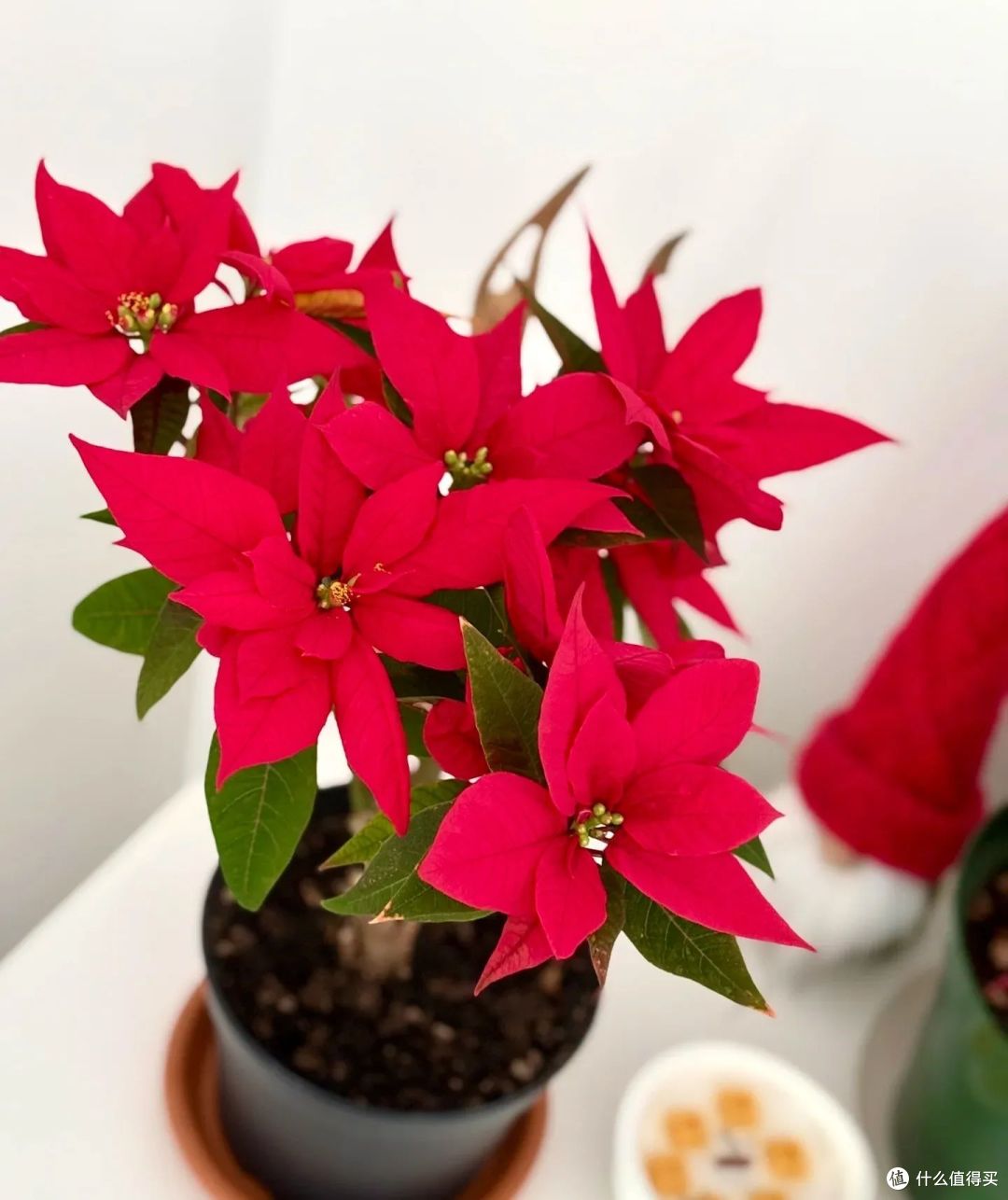 “年花5不养,日子更顺畅”,过年进门别见这5种花,看完你就明白