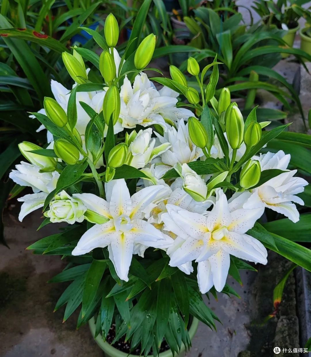 “年花5不养,日子更顺畅”,过年进门别见这5种花,看完你就明白