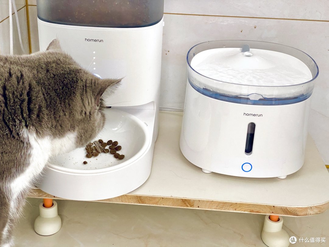 猫咪会得颈椎病?预防我有招!