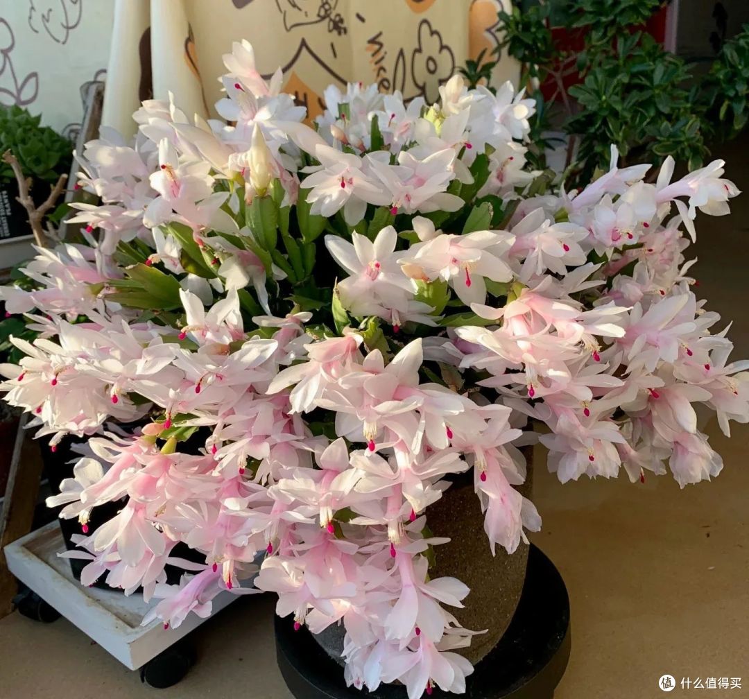 4种花年前“赶紧剪”,一剪刀下去,春天开“爆花”!