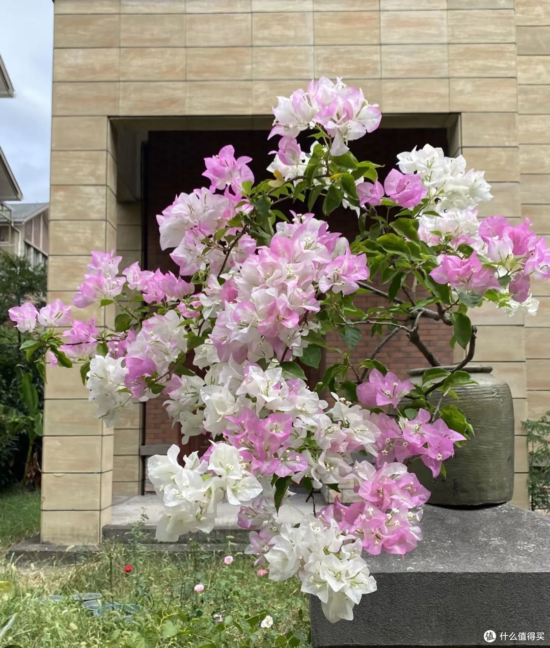 4种花年前“赶紧剪”,一剪刀下去,春天开“爆花”!