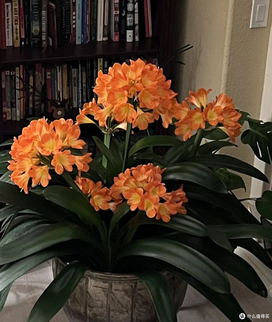 家里再穷,过年也要养这5种花,开花寓意富贵临门!