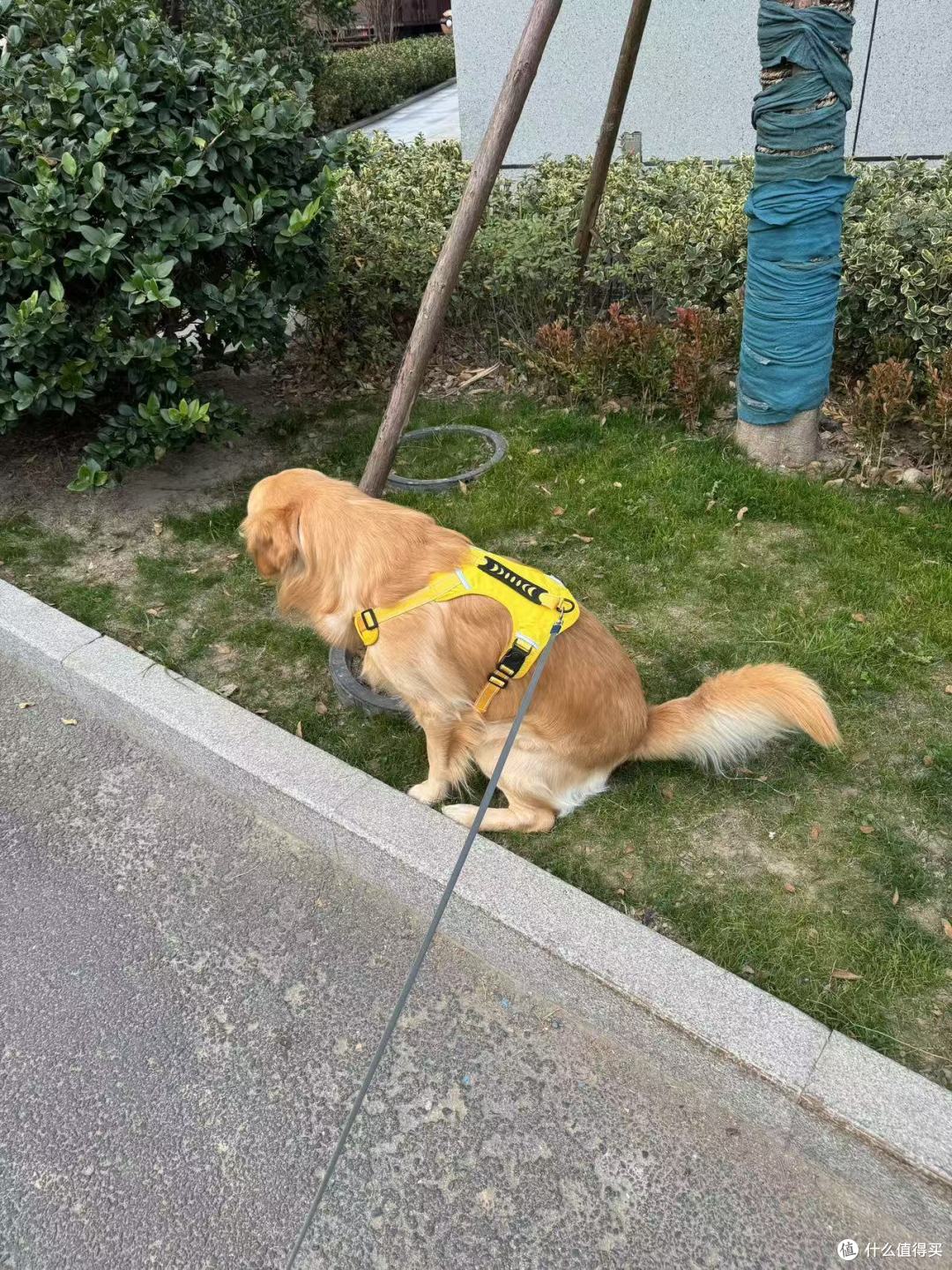 遛金毛:一份日常的爱与陪伴
