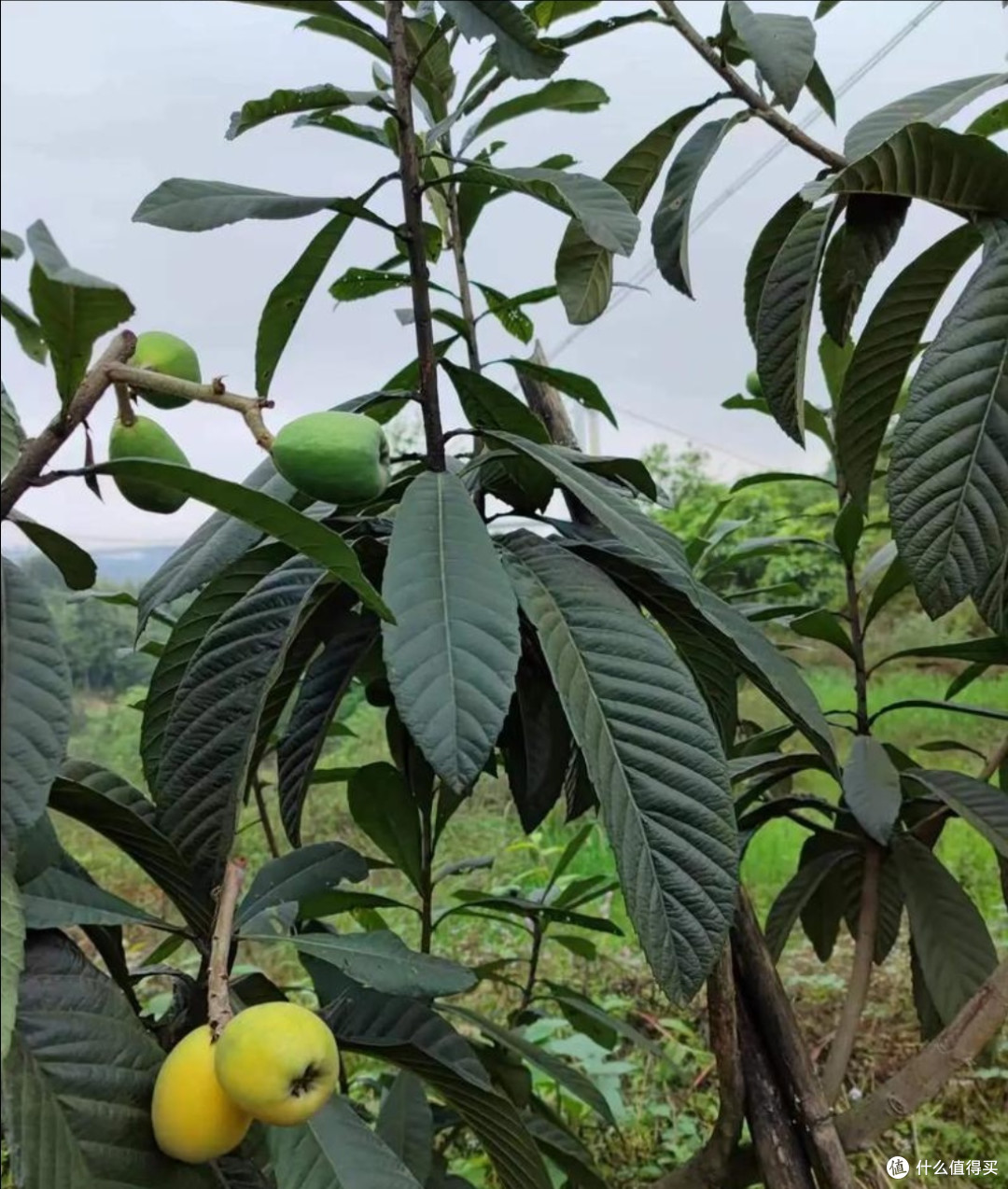 枇杷虽小,价值却很高,你知道枇杷叶有什么作用吗?