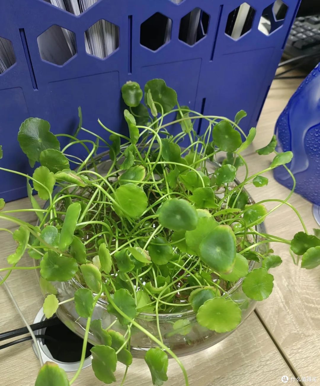 过年前,家里的“5种花”,抓紧时间处理,不吉利