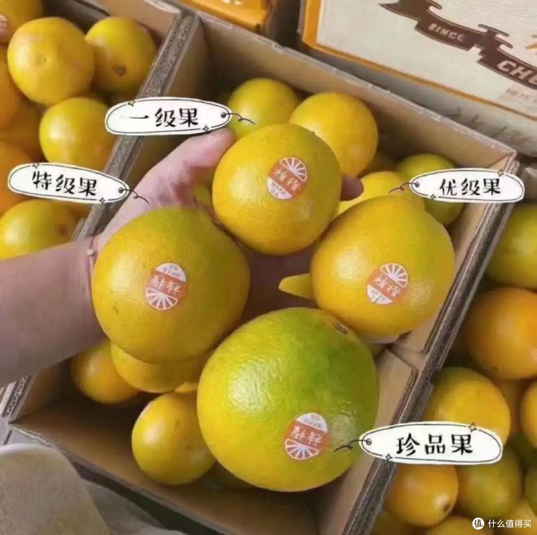 褚橙和实建褚橙的区别,你喜欢吃哪种?