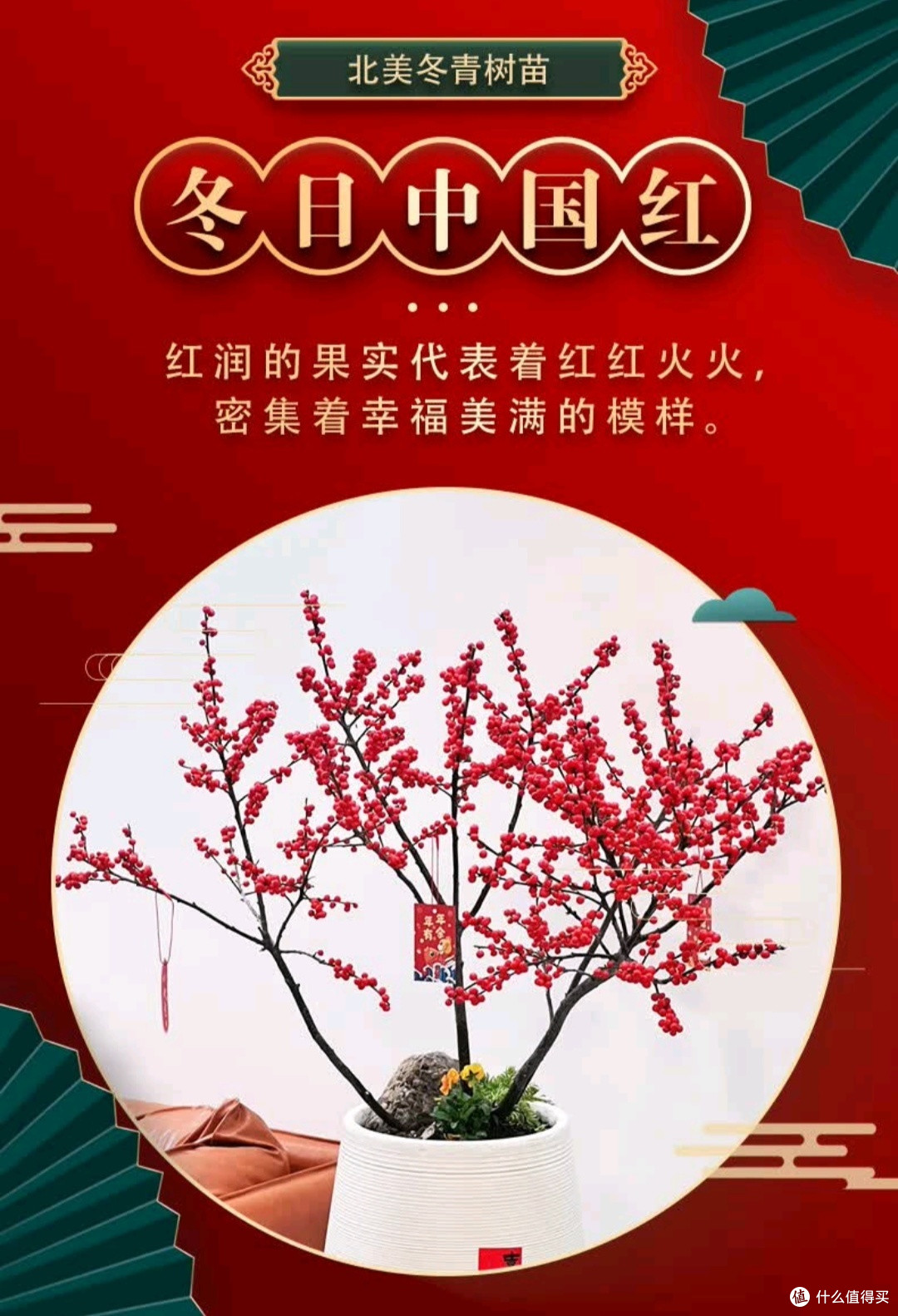 花翁北美冬青:家中的一抹亮丽风景
