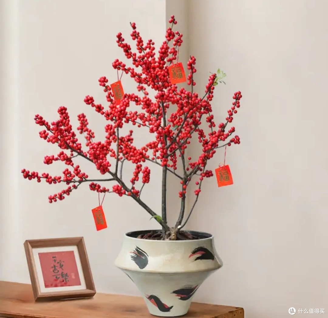 花翁北美冬青:家中的一抹亮丽风景