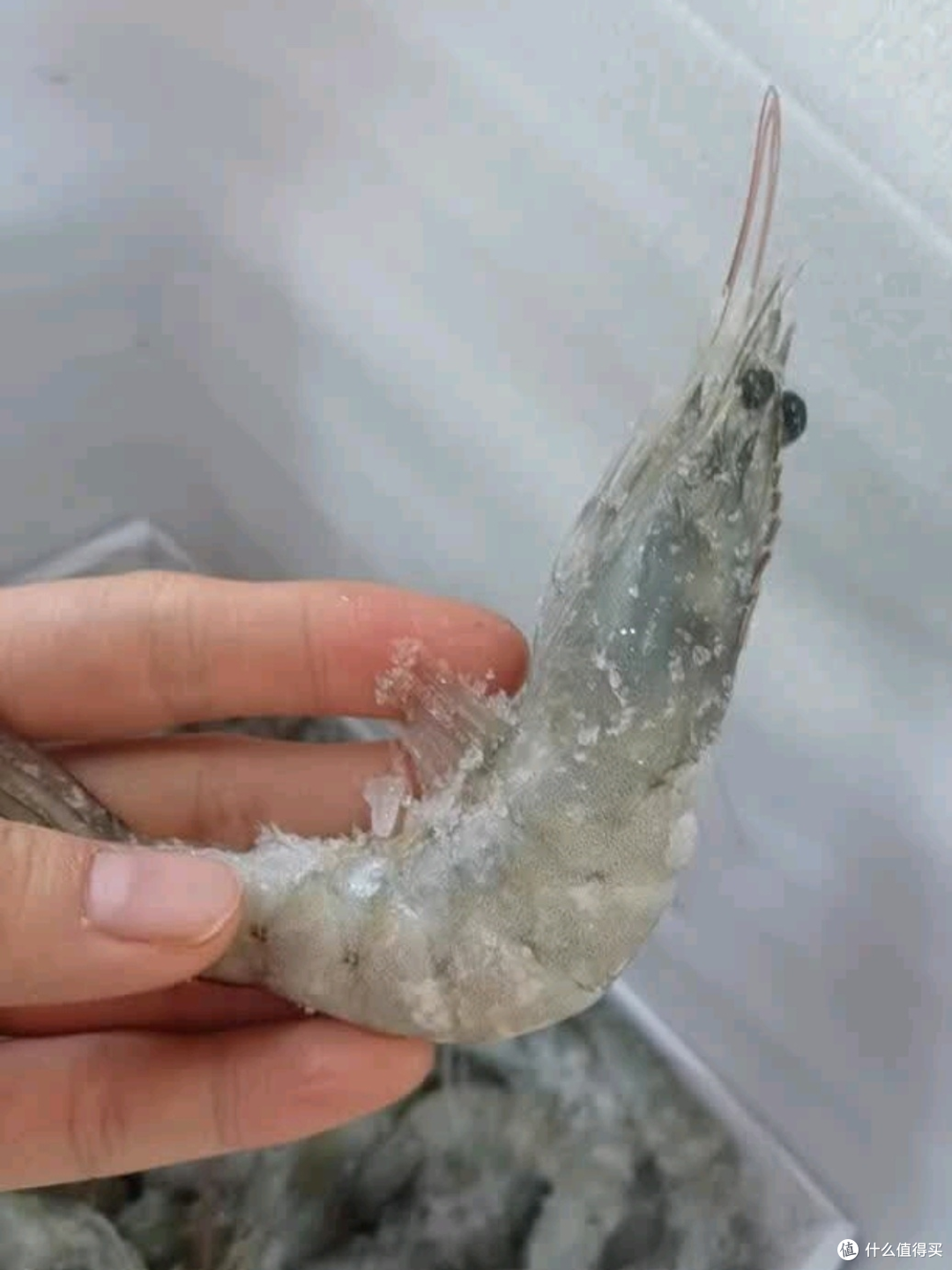 年夜饭桌上的美味——渔游记青岛大虾