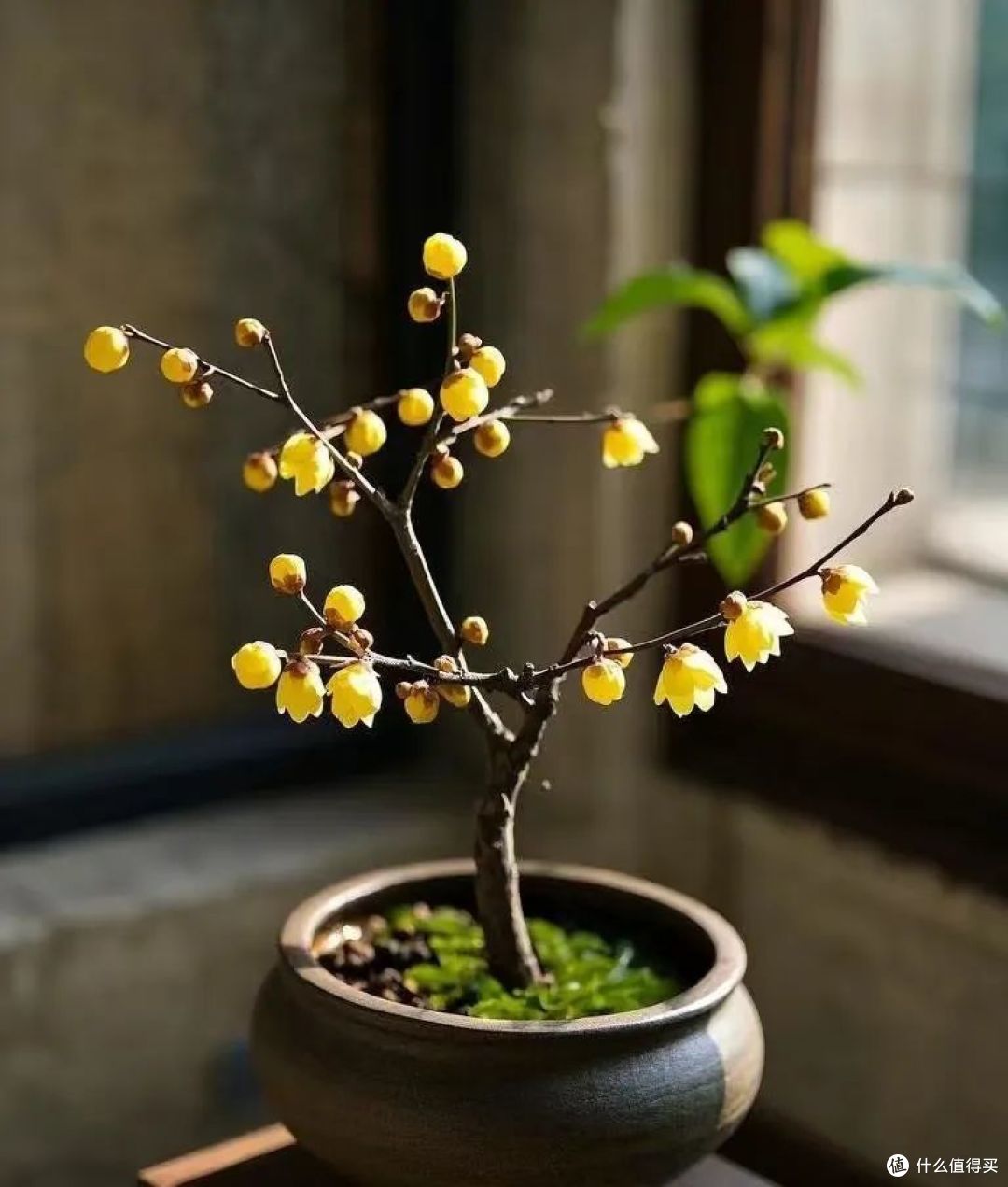 过年,让花久养不死的10条好习惯,花草越旺,人越有福