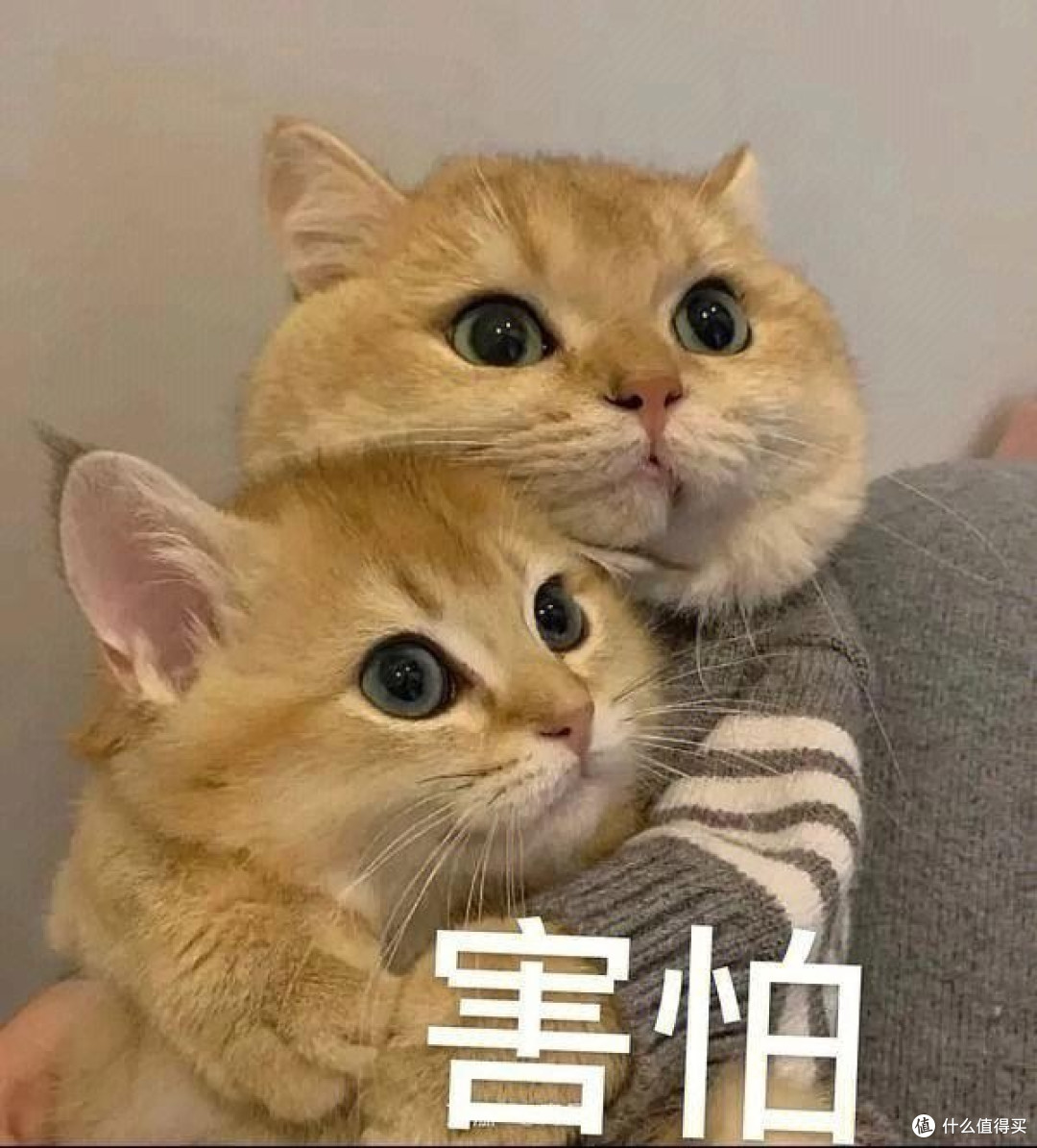 电压力锅哪个牌子好?专业测评五个电压力锅品牌实际表现!