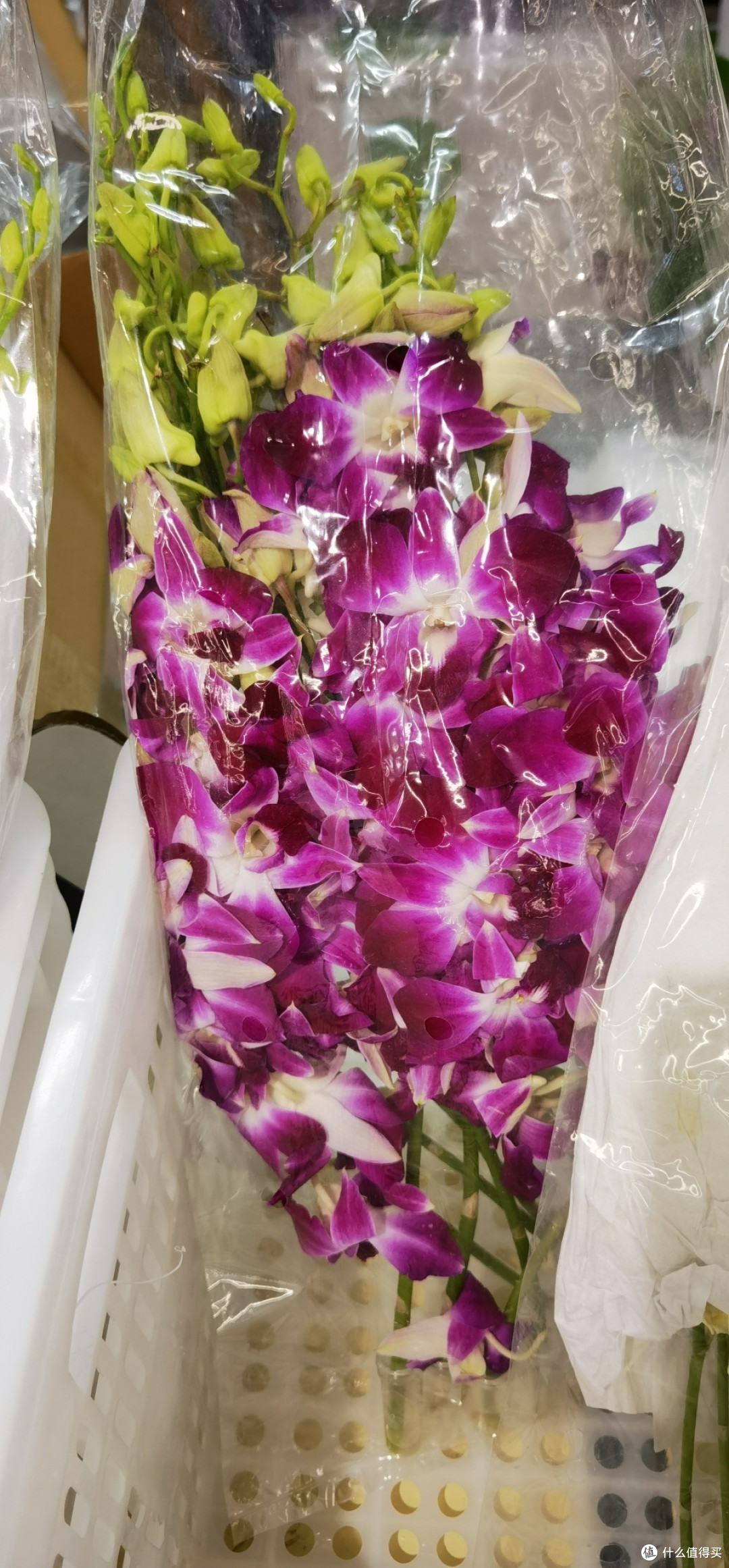 年前鲜花省钱购，让家飘香一整年