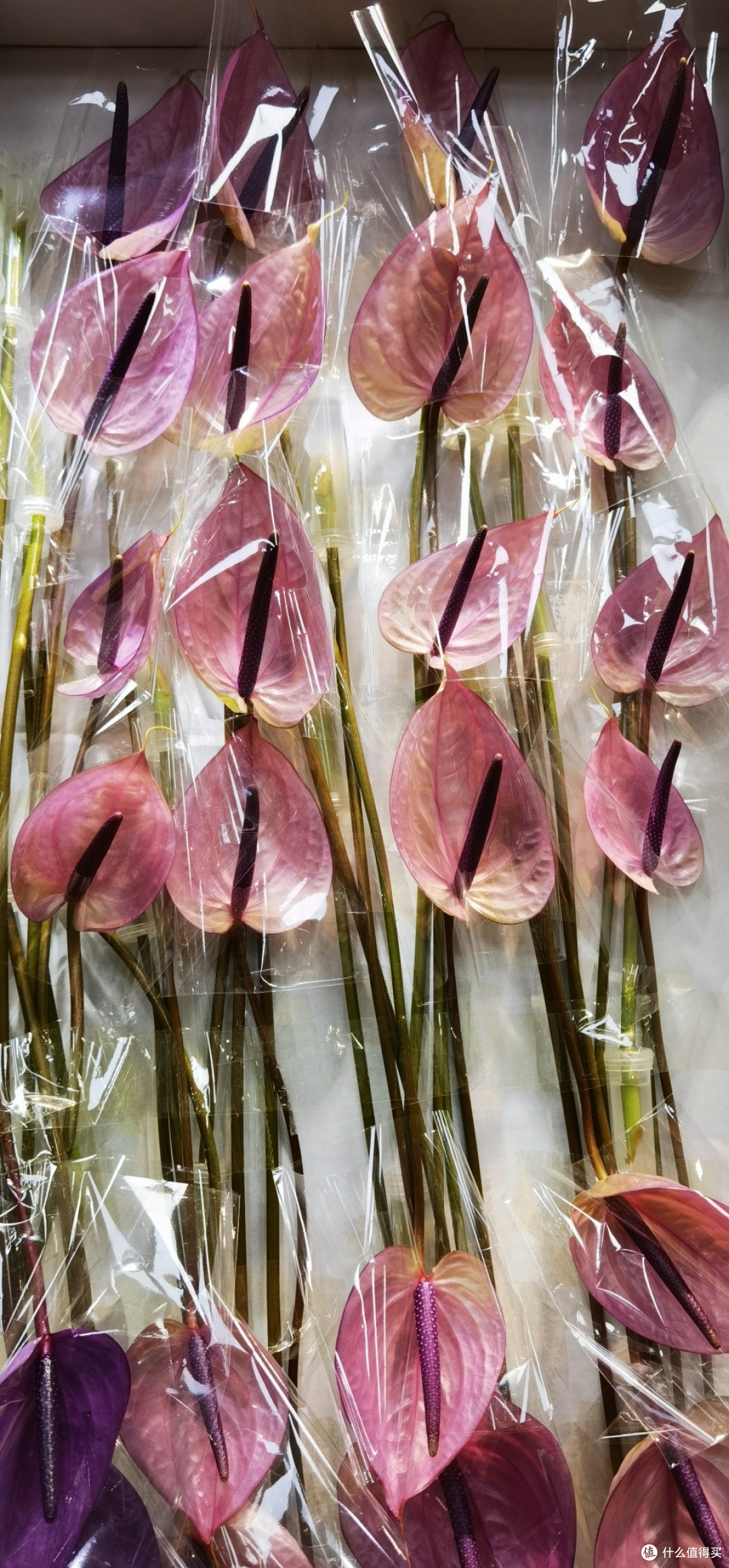 花中三绝——百合、红掌与蝴蝶兰