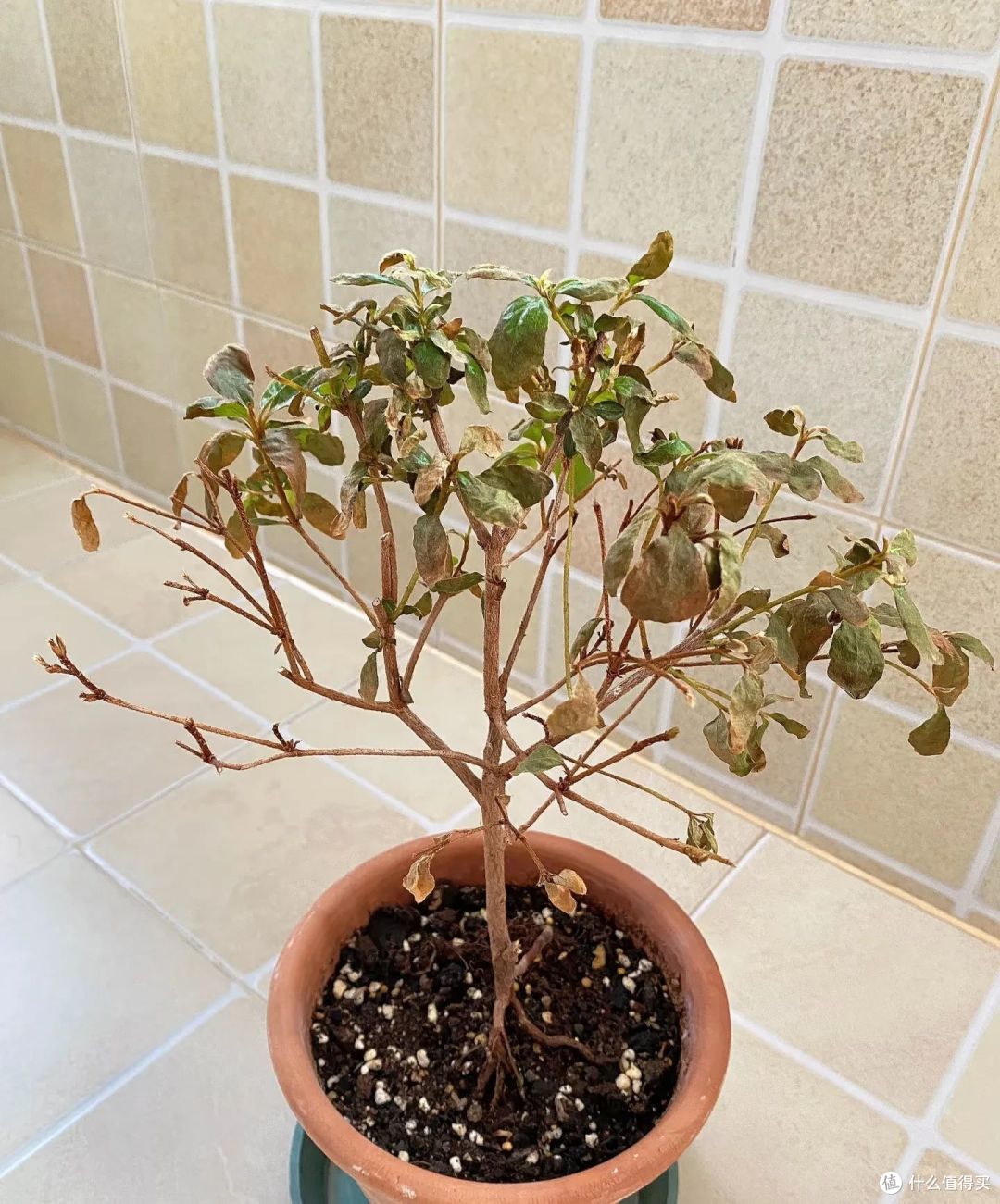 被小姐姐的养花智慧惊呆了，不花1分钱，花草自动浇水，真厉害！