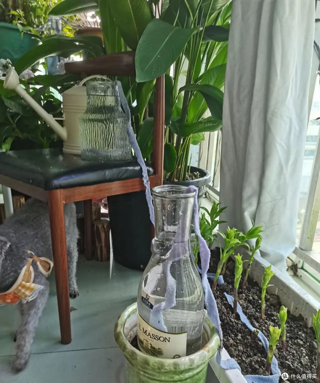 被小姐姐的养花智慧惊呆了，不花1分钱，花草自动浇水，真厉害！