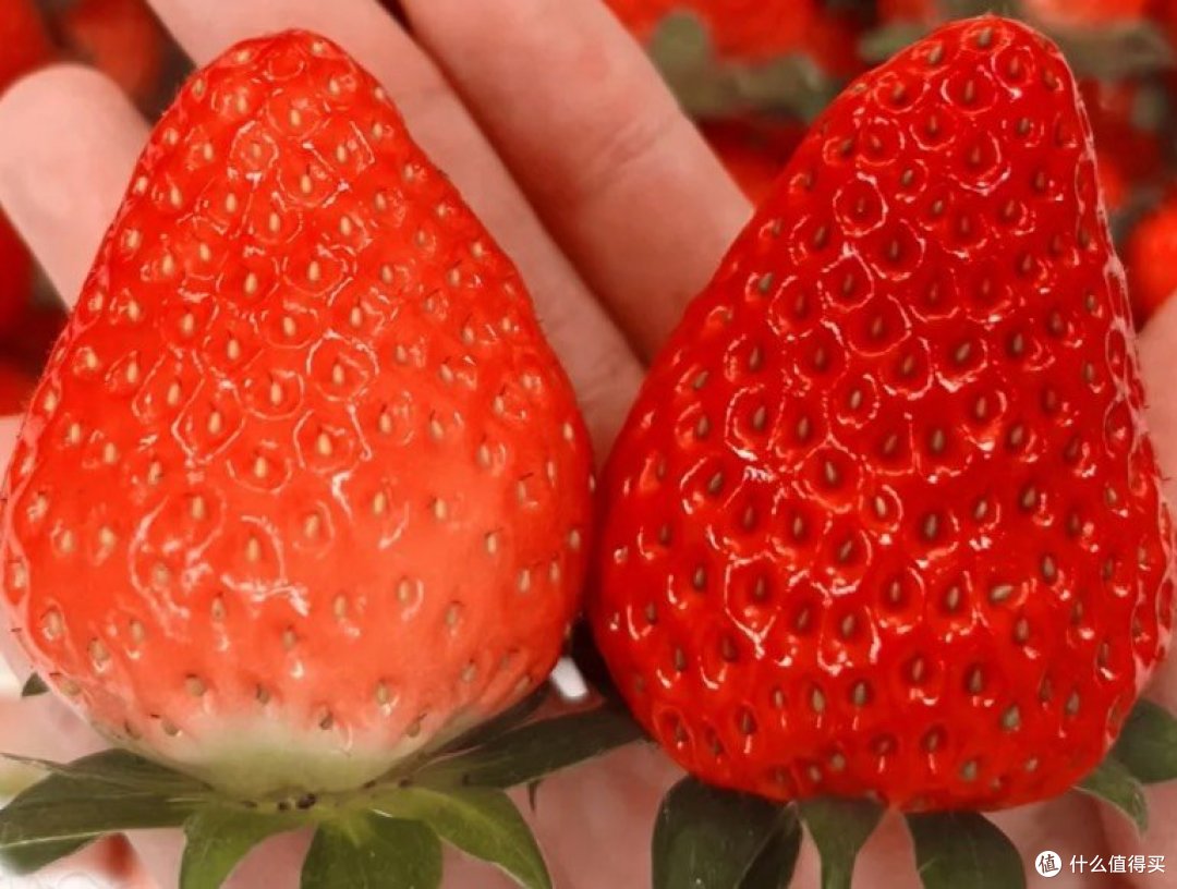 报恩草莓这么挑~🔥超甜🍓🍓