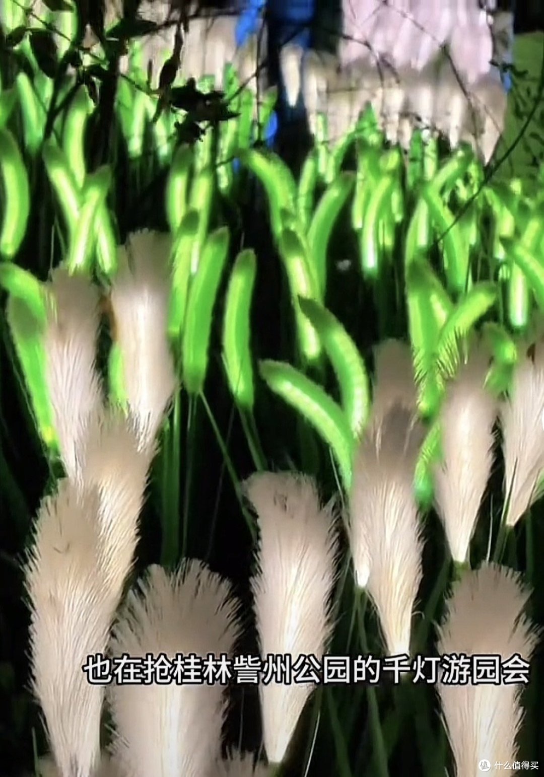 春节短途游,带孩子去訾洲公园看郁金香,还有千灯游园会