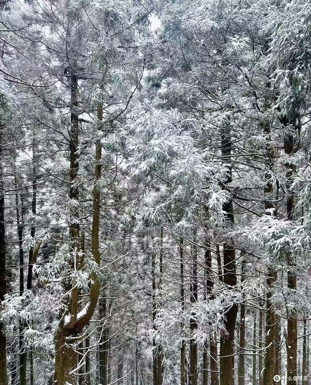 新春南岳衡山行,祈福赏景两相宜