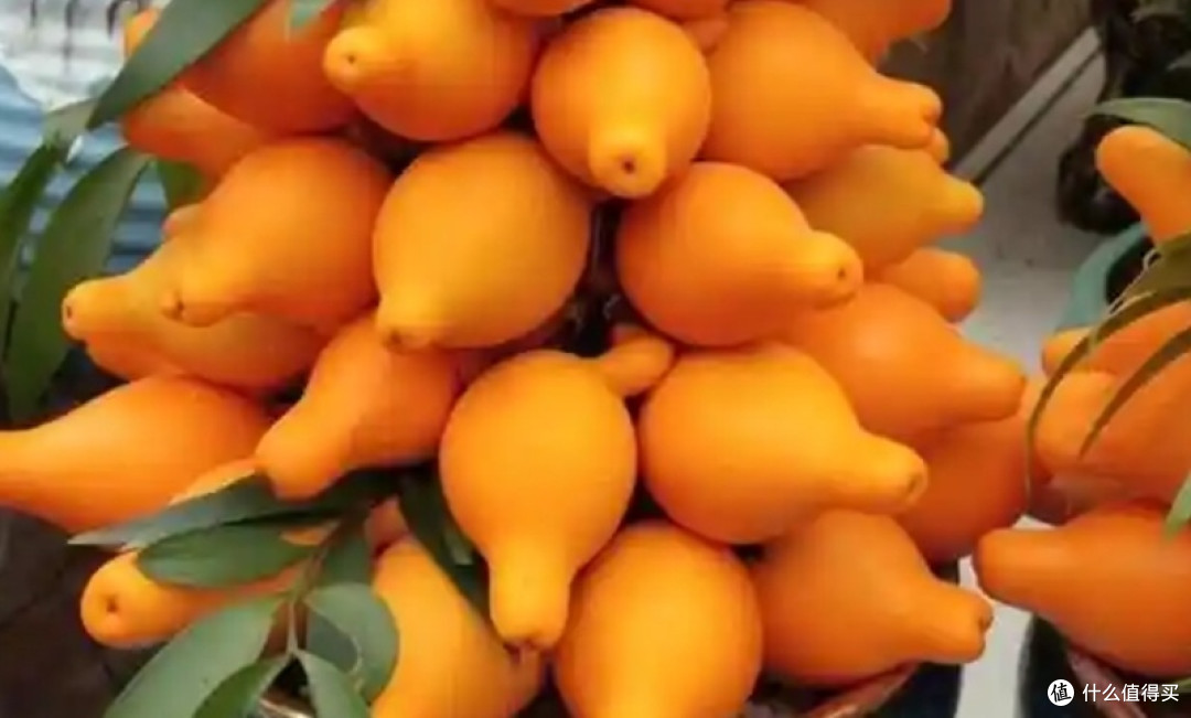 年宵花“避毒”:这些果子再美也只能看!千万不要吃!