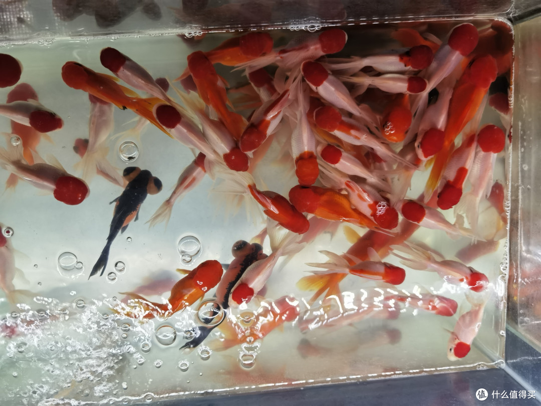 小型观赏鱼的初级饲养指南