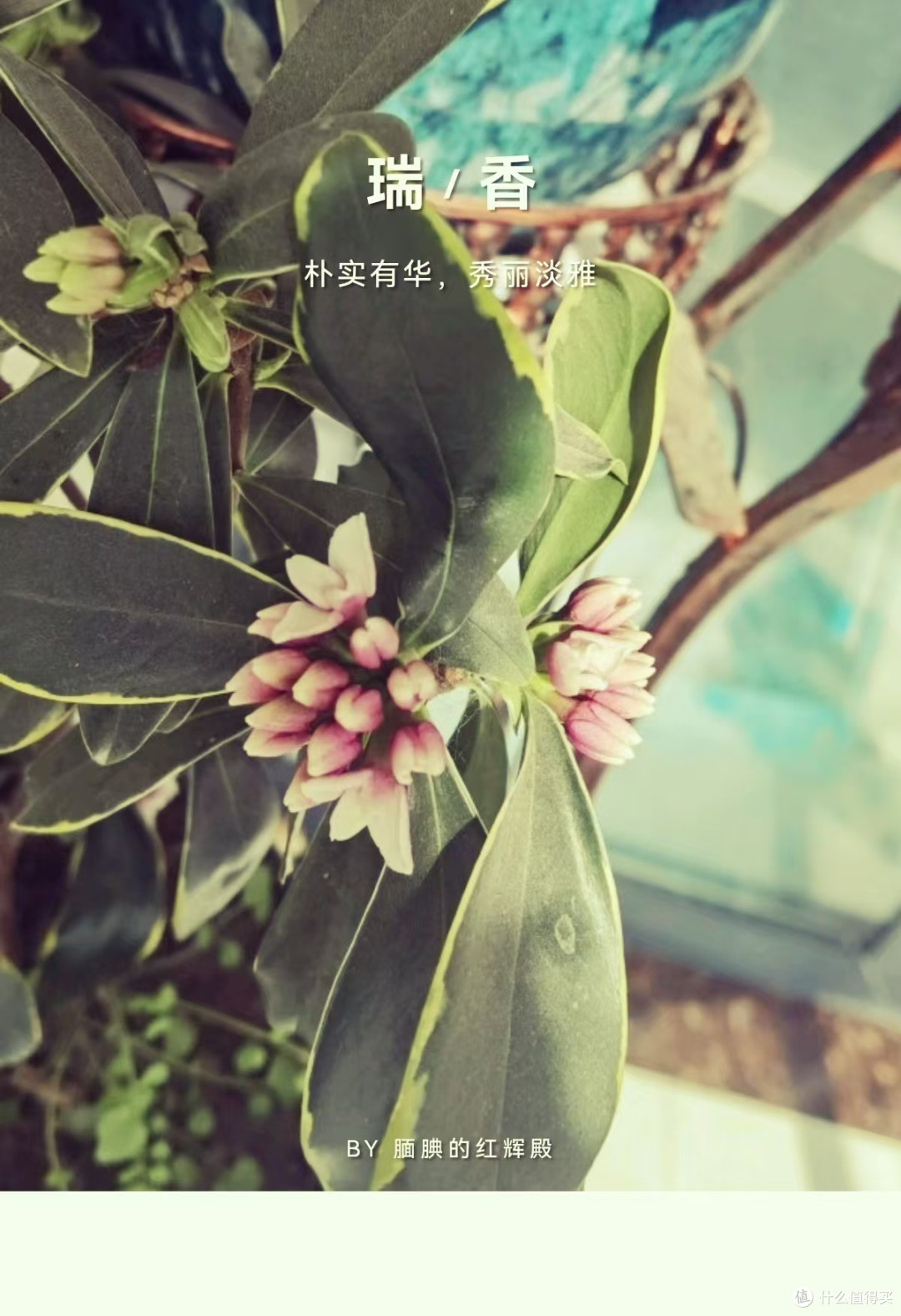 代表吉祥如意幸福美满的吉祥之花,除夕夜出场很应景