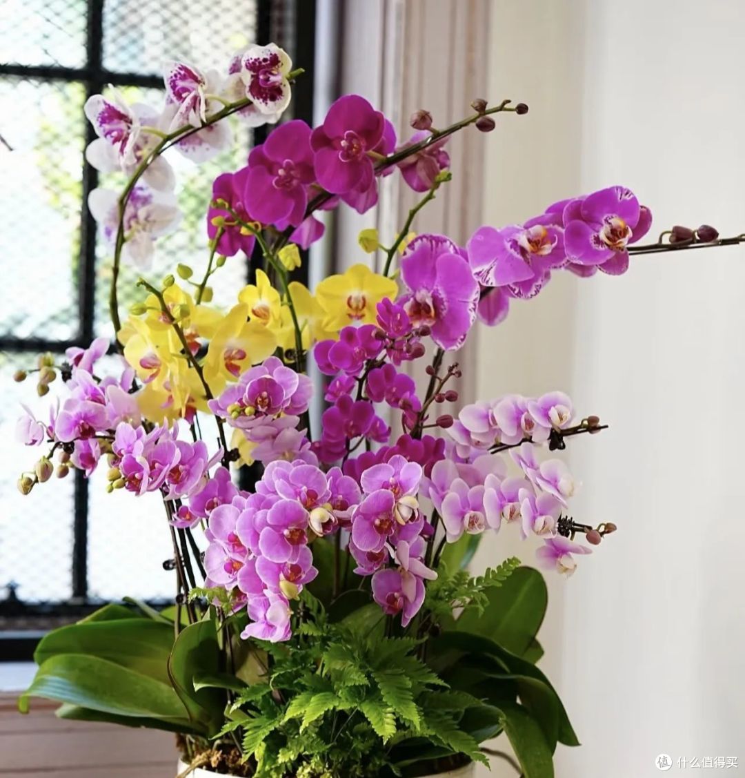 5种年宵花，花后很难复花，别再期待，都是“一次性花”，扔了吧