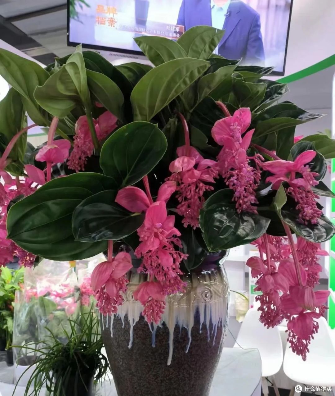 5种年宵花，花后很难复花，别再期待，都是“一次性花”，扔了吧