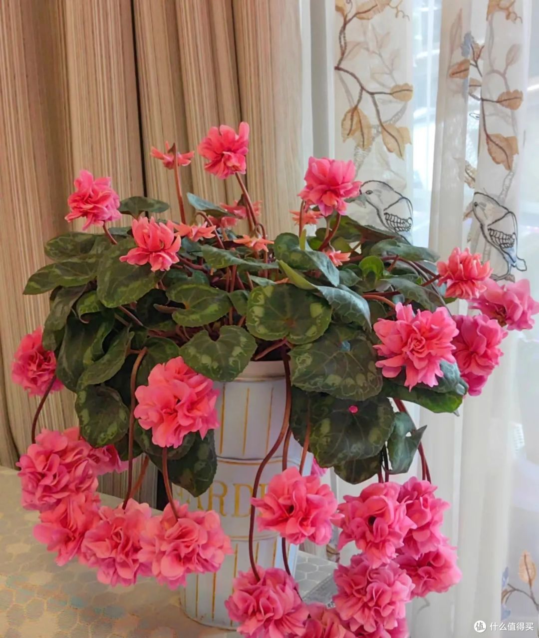 5种年宵花，花后很难复花，别再期待，都是“一次性花”，扔了吧