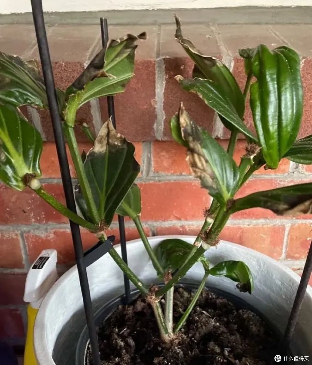 5种年宵花，花后很难复花，别再期待，都是“一次性花”，扔了吧