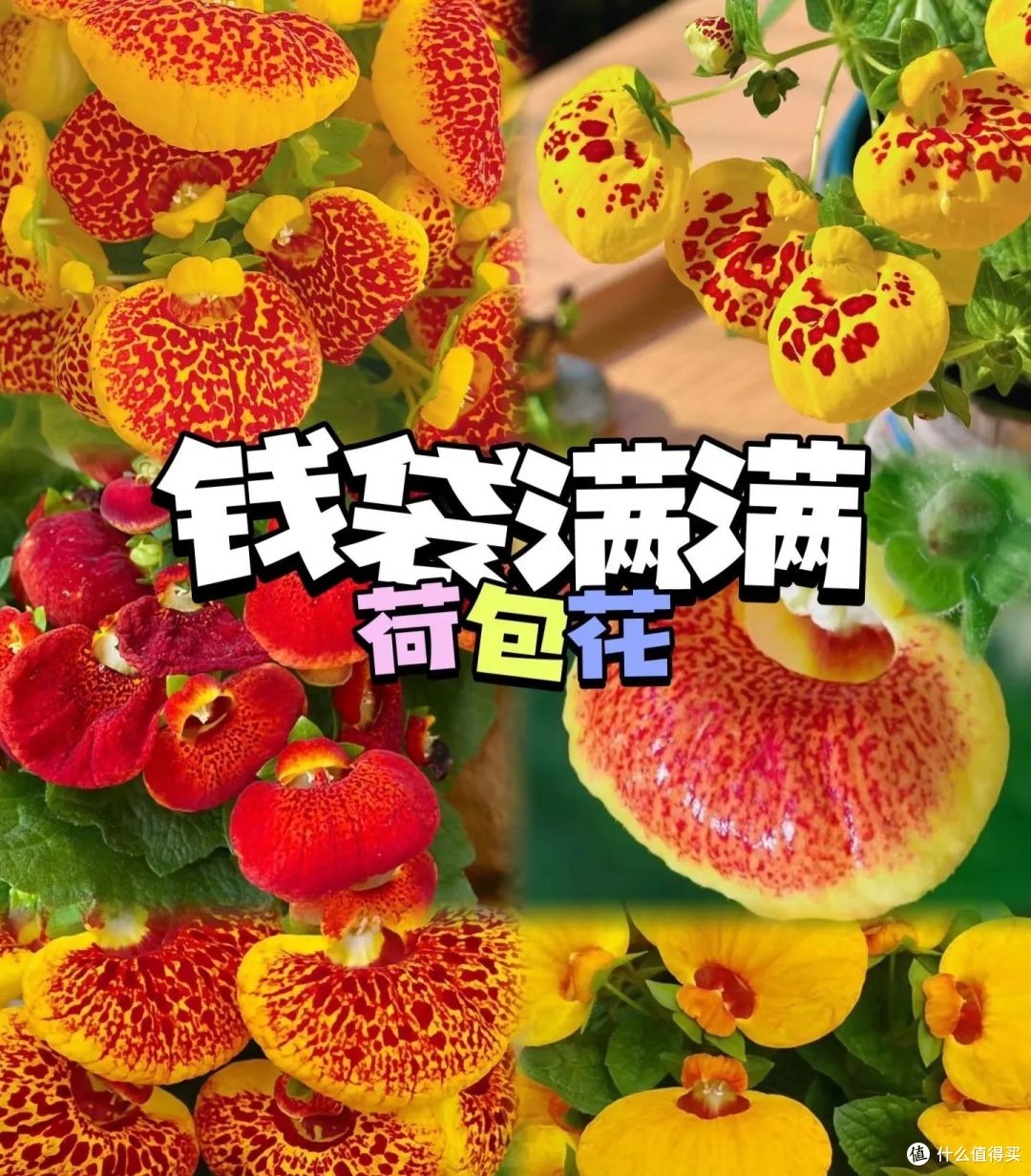 5种年宵花，花后很难复花，别再期待，都是“一次性花”，扔了吧