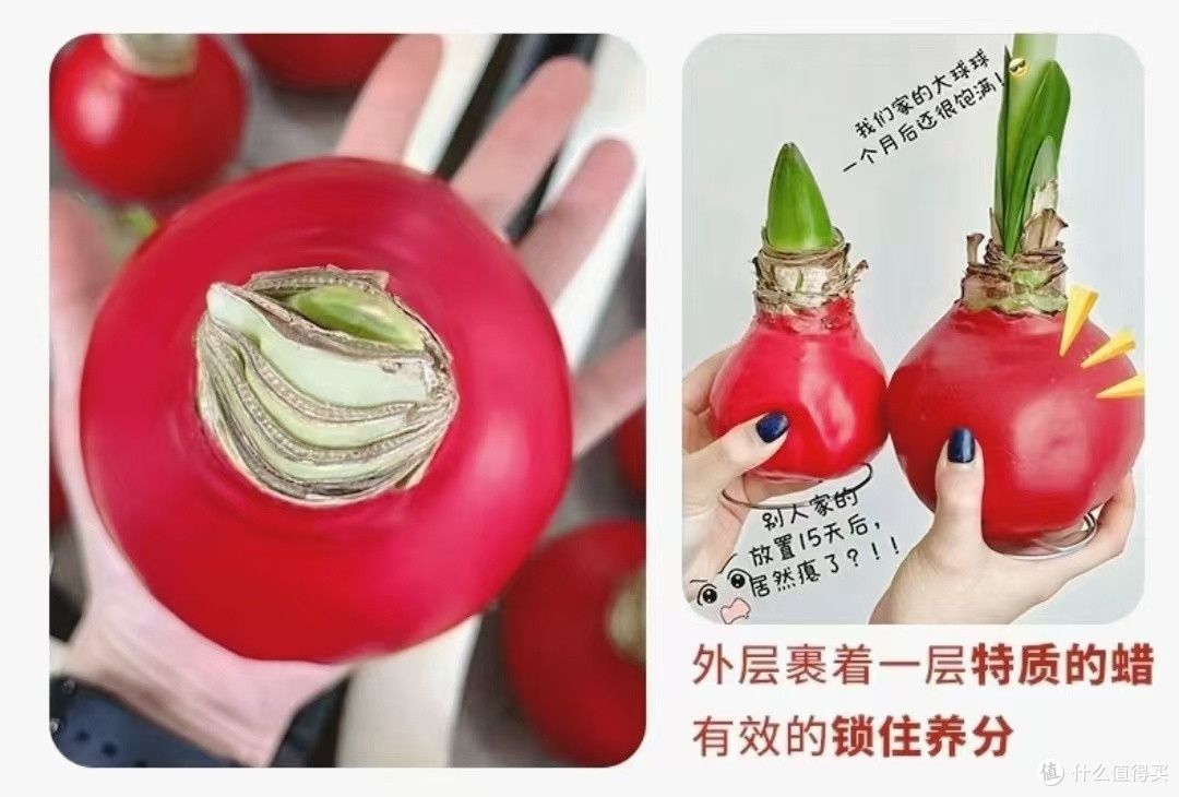 懒人也值得拥有新年新气息,让朱顶红腊球为你新的一年添把火