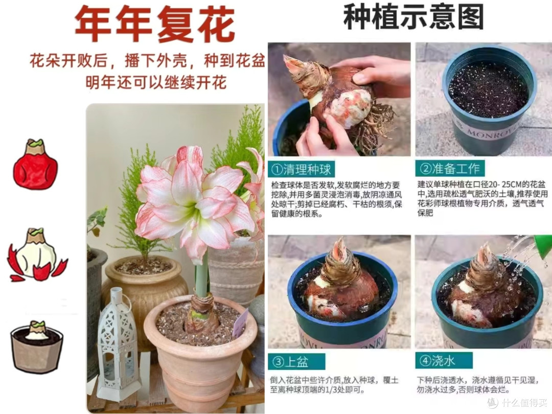 懒人也值得拥有新年新气息,让朱顶红腊球为你新的一年添把火