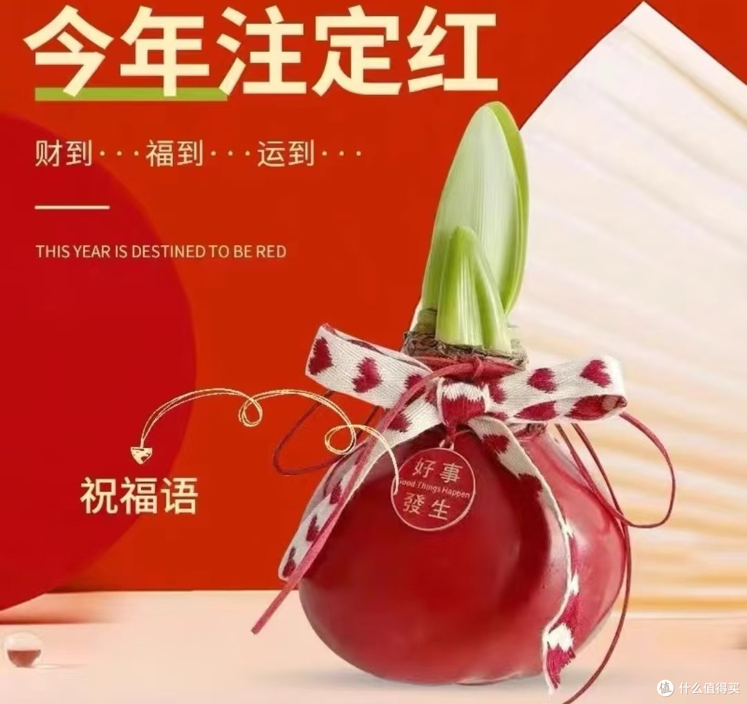 懒人也值得拥有新年新气息,让朱顶红腊球为你新的一年添把火