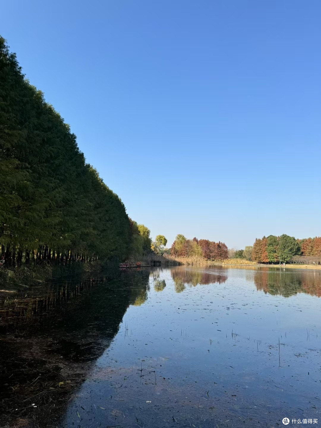 冬季,如果想要感受“天然氧吧”一定要到苏州“虎丘湿地公园”。