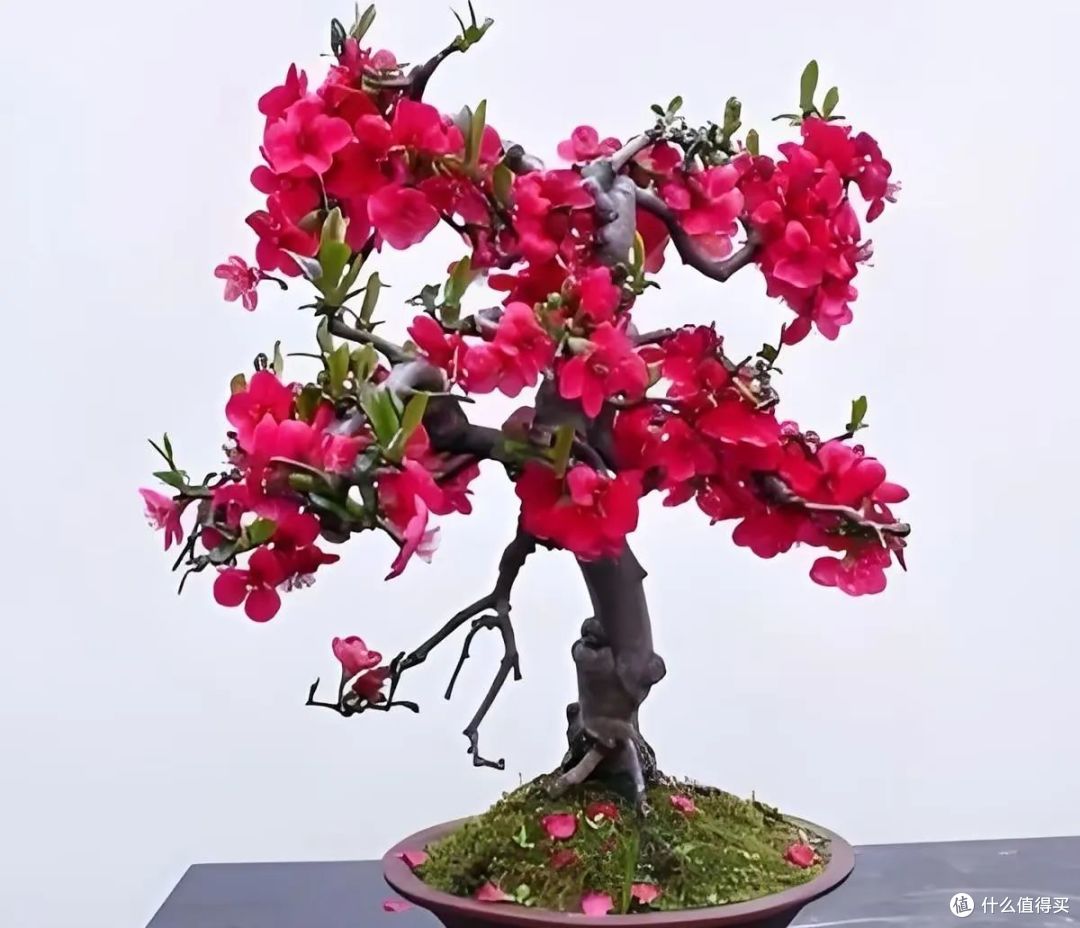 年后逛花市，遇到“4种花”赶快捡漏，别犹豫直接入，真划算！