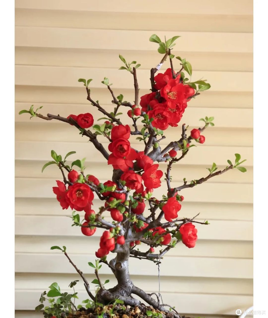 年后逛花市，遇到“4种花”赶快捡漏，别犹豫直接入，真划算！
