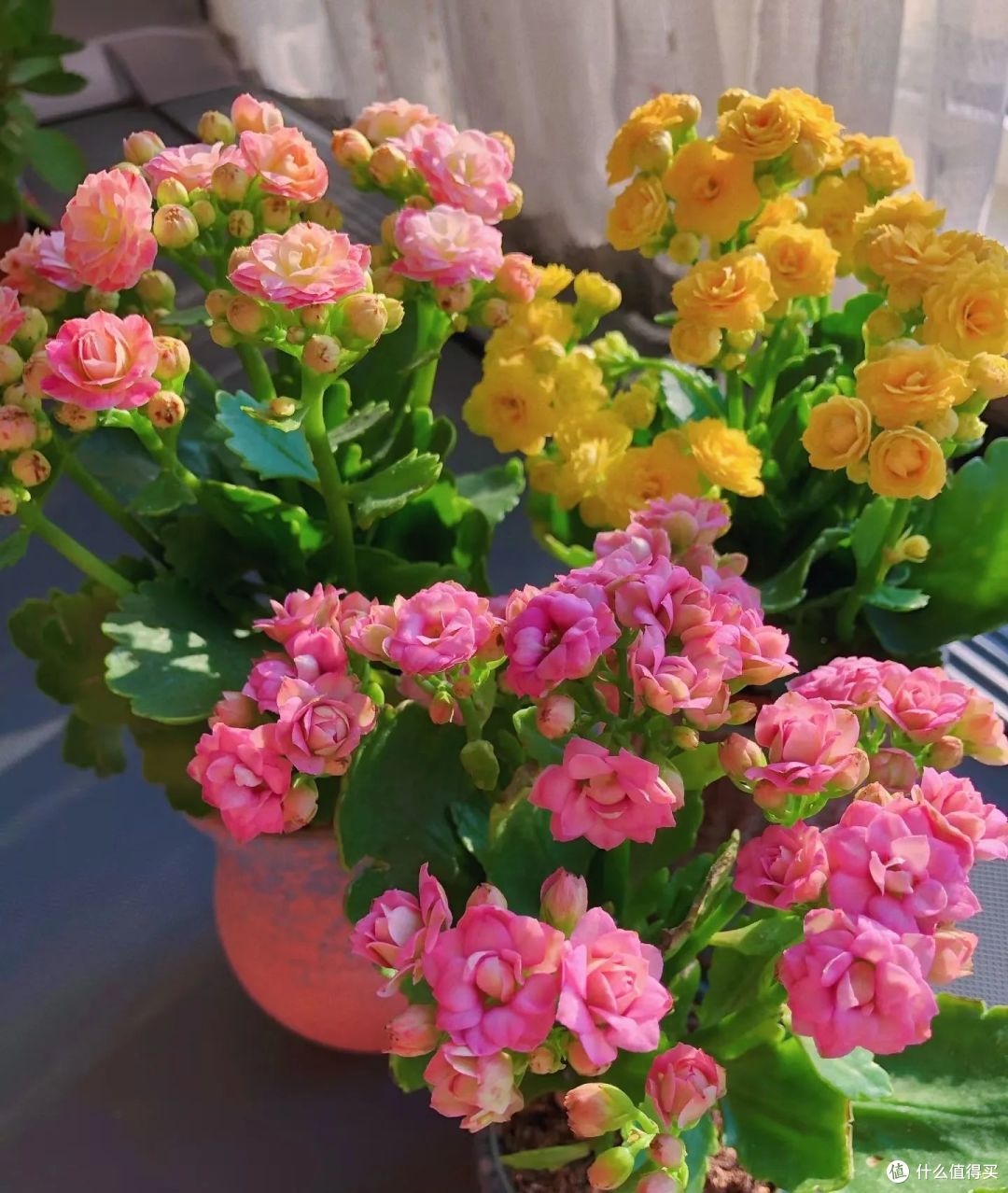 年后逛花市，遇到“4种花”赶快捡漏，别犹豫直接入，真划算！