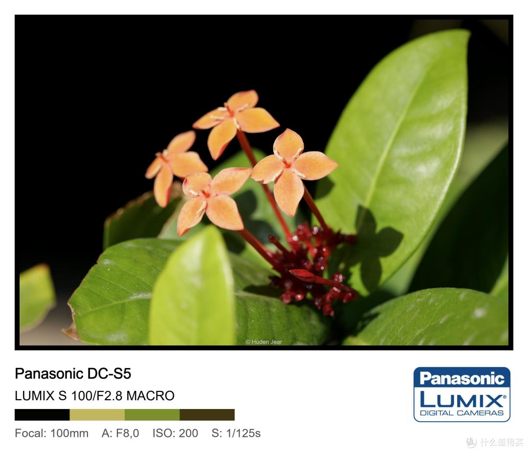松下Lumix S 100mm F2.8 Macro测评:轻量随身的才是最好的镜头