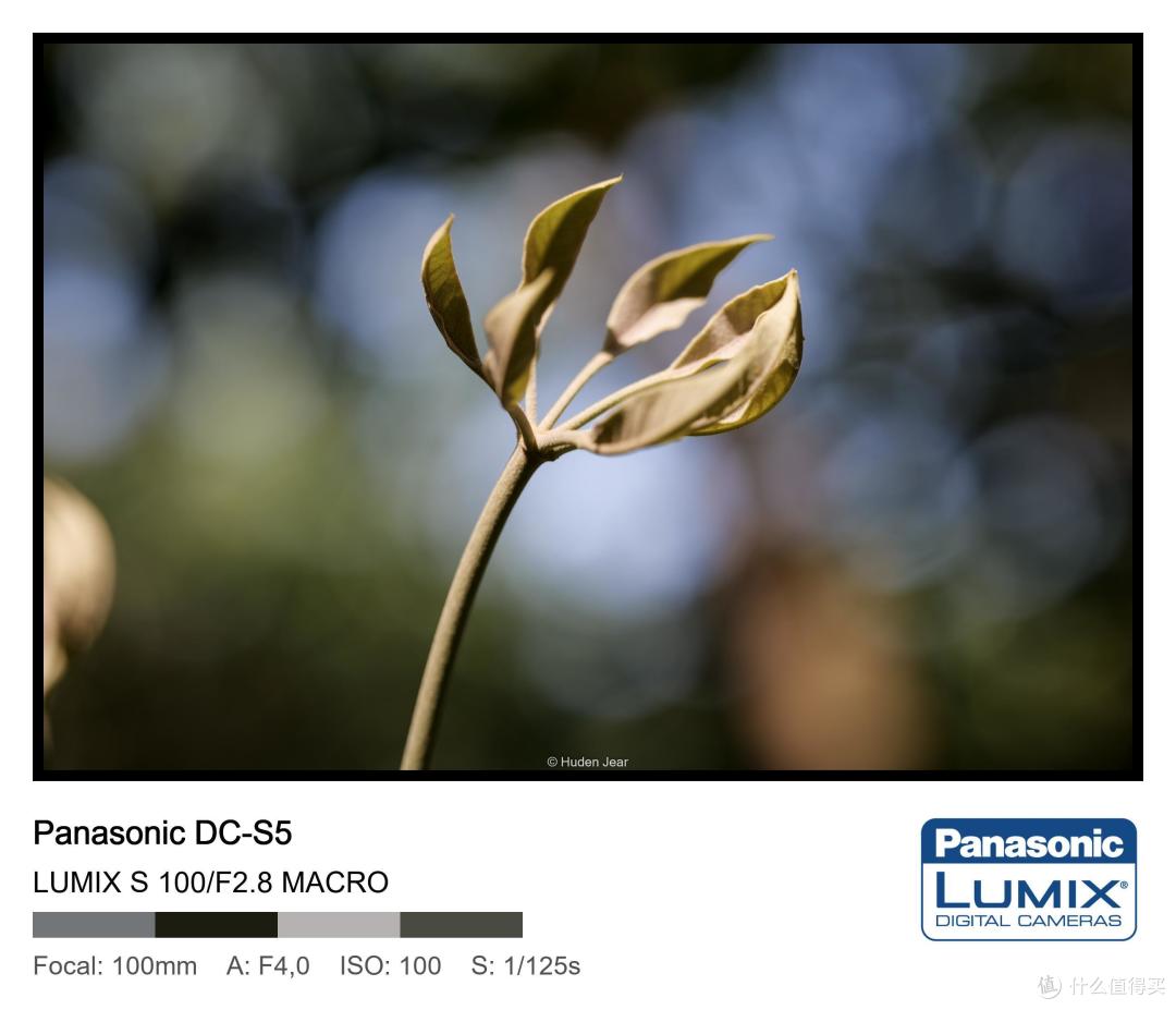 松下Lumix S 100mm F2.8 Macro测评:轻量随身的才是最好的镜头