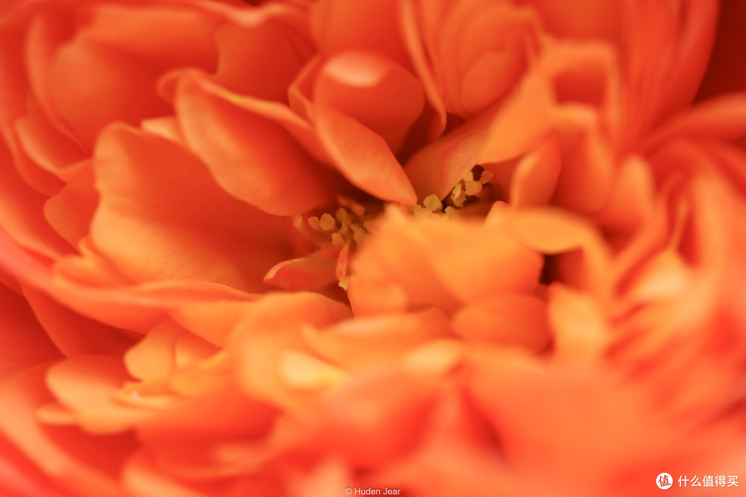松下Lumix S 100mm F2.8 Macro测评:轻量随身的才是最好的镜头