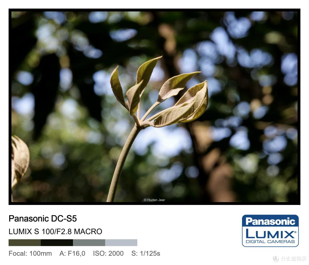 松下Lumix S 100mm F2.8 Macro测评:轻量随身的才是最好的镜头