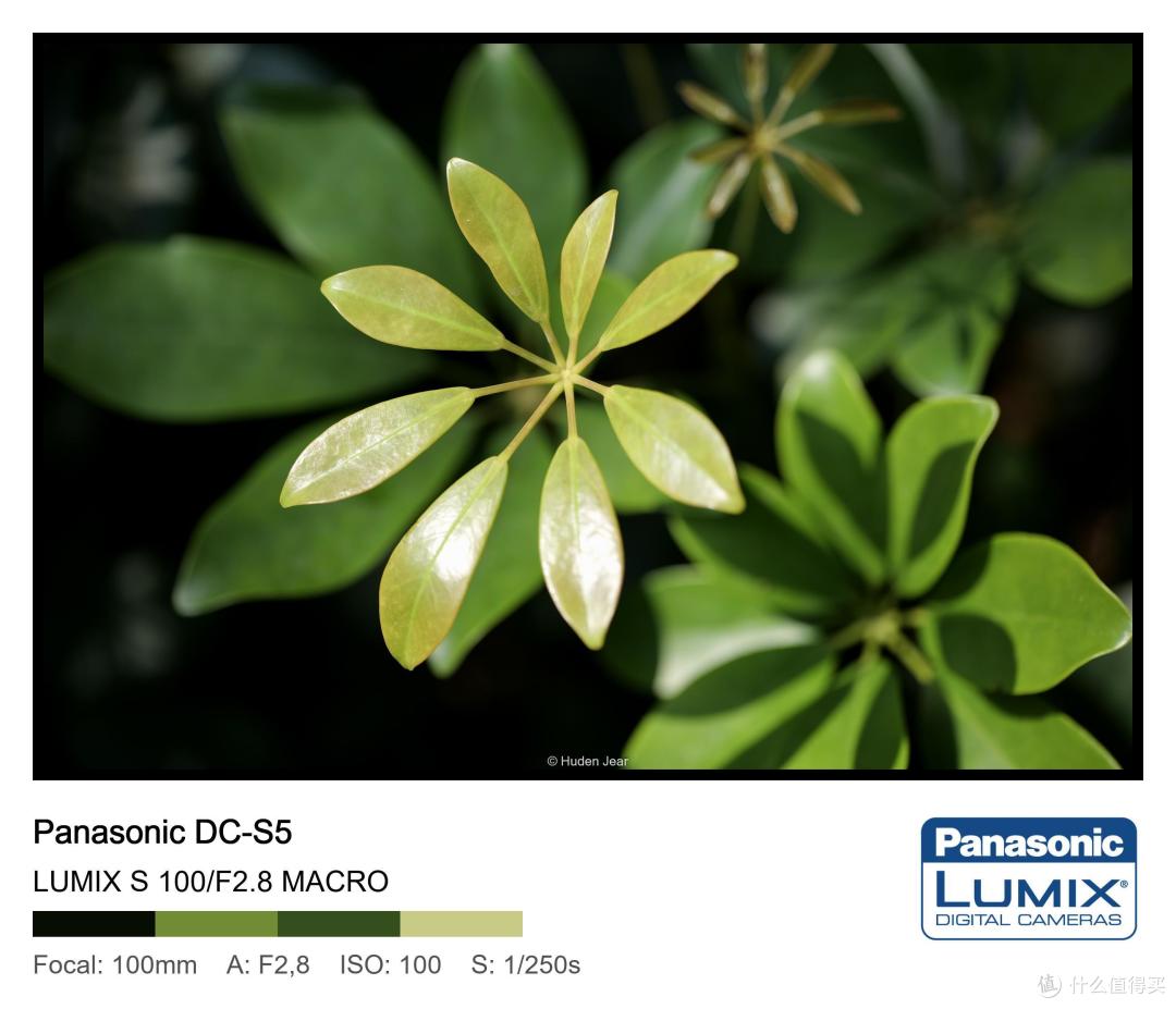 松下Lumix S 100mm F2.8 Macro测评:轻量随身的才是最好的镜头