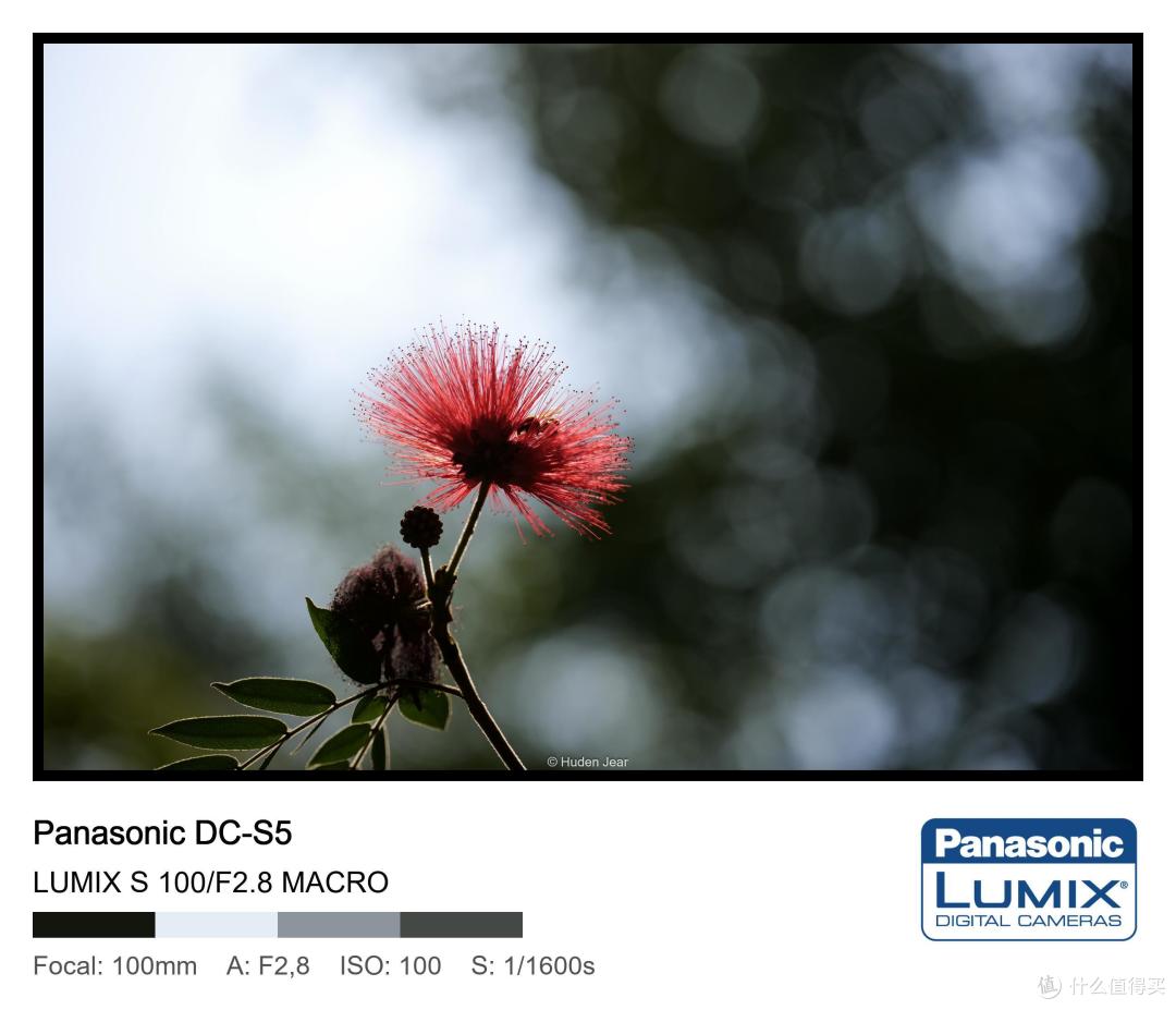 松下Lumix S 100mm F2.8 Macro测评:轻量随身的才是最好的镜头