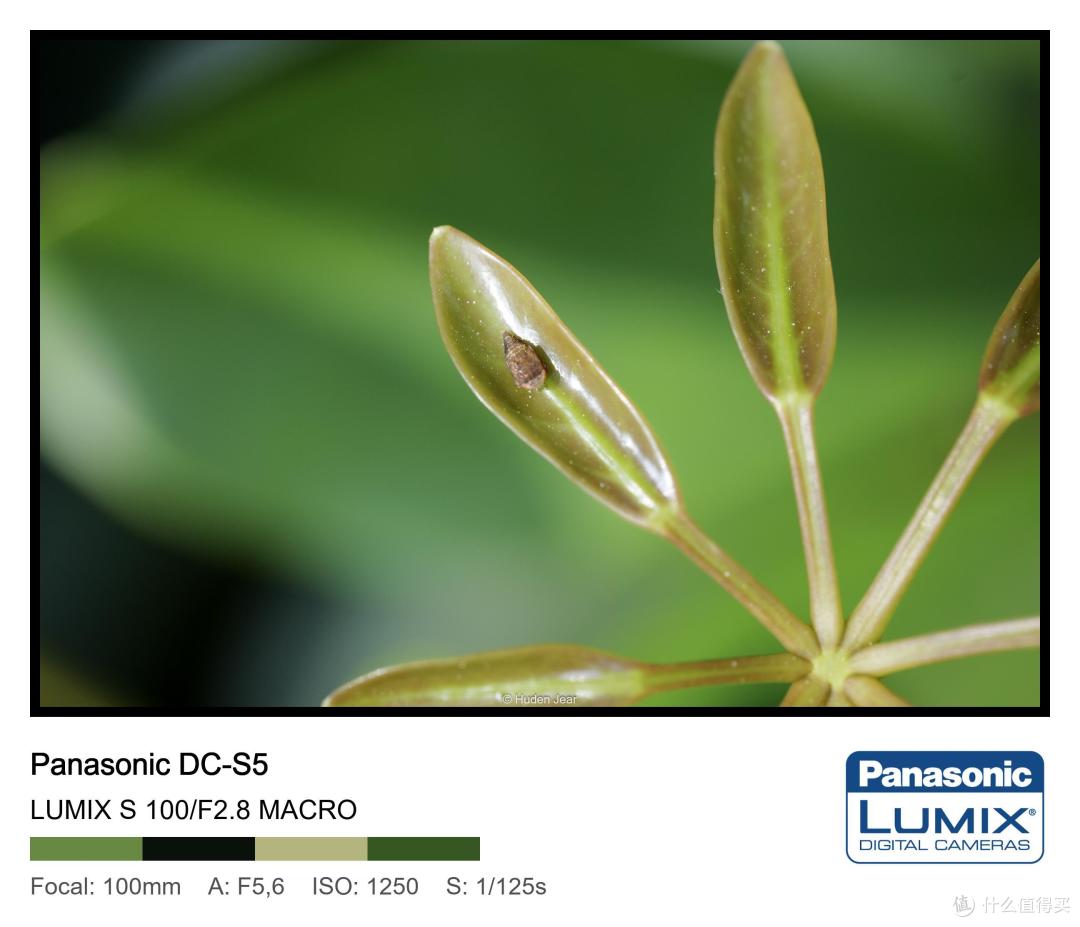 松下Lumix S 100mm F2.8 Macro测评:轻量随身的才是最好的镜头