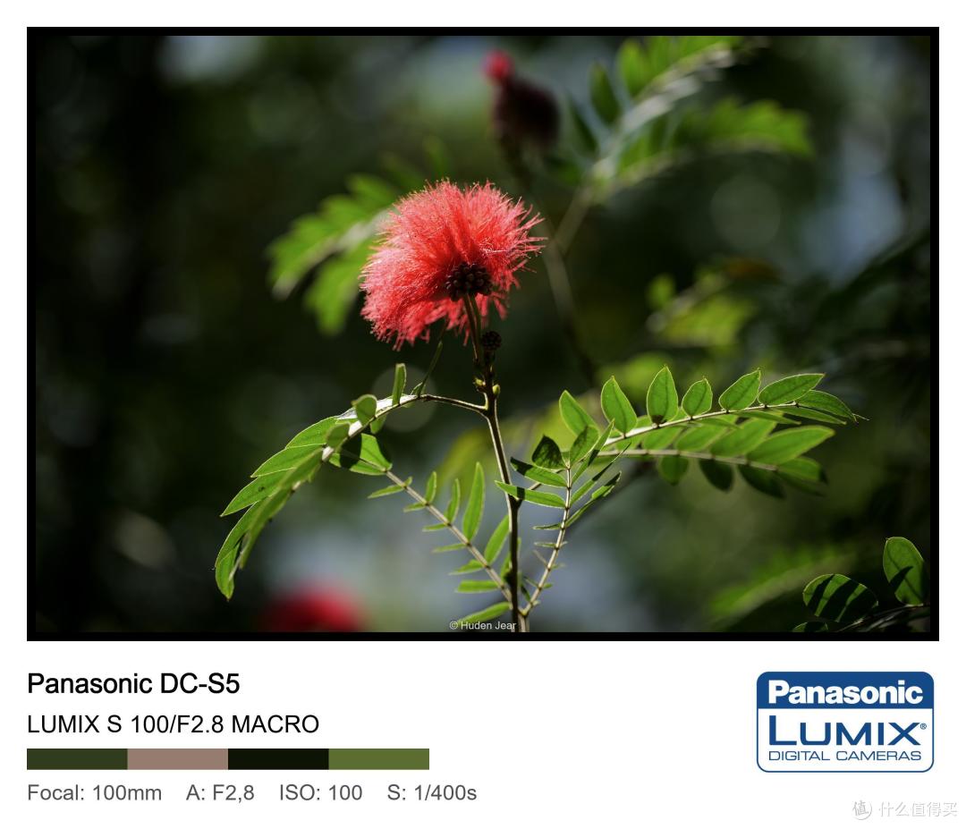 松下Lumix S 100mm F2.8 Macro测评:轻量随身的才是最好的镜头
