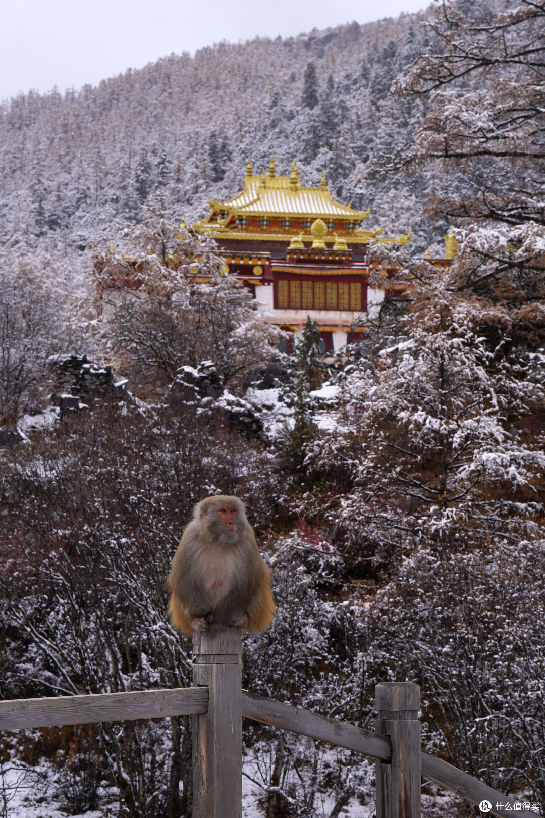 101天川滇藏大环线！Day2️⃣9⃣：雪中游稻城亚丁，宿扎西空墅