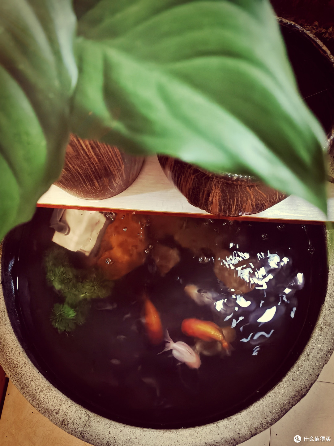 分享我的古法养鱼之篇一